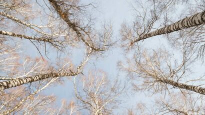 Ak-Kayin birch grove