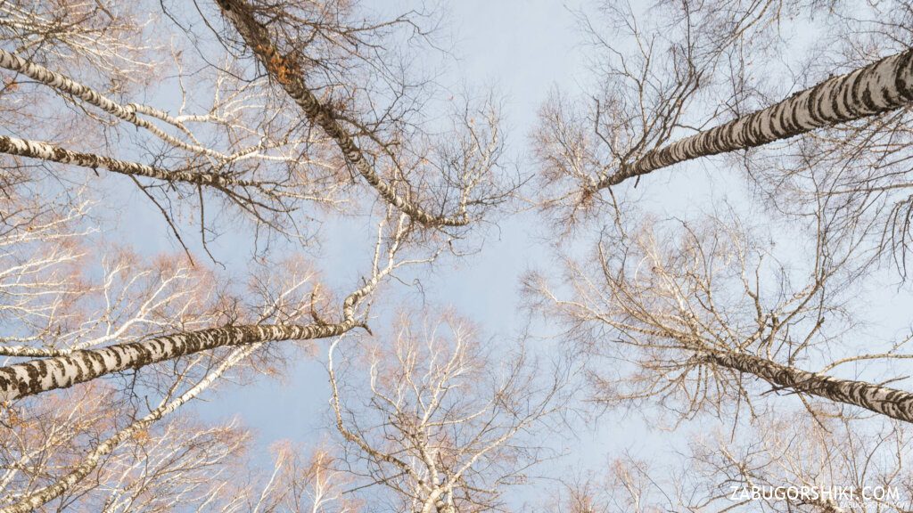 Ak-Kayin birch grove